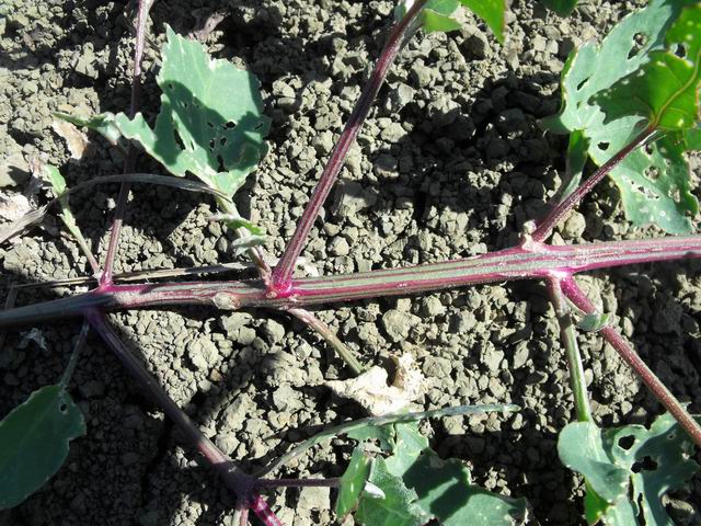 Chenopodium sp.